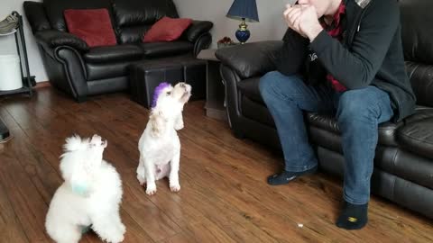 Funny dogs sing along to the harmonica