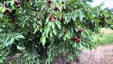 Yellow & Sweet Cherries in Larriland Farm