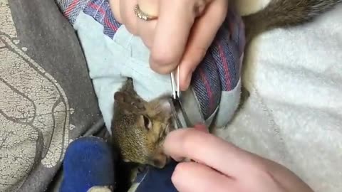 Bot Fly Removal Squirrel