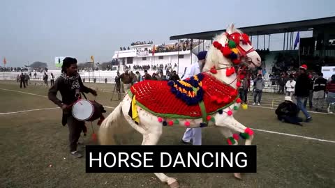 HORSE 🐎 DANCING VIDEO