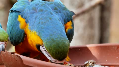 The beauty of the parrot's colors