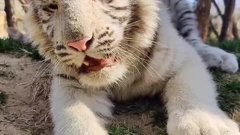 Little white tiger playing tricks