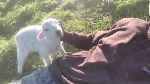 Cute Lamb Needs Attention