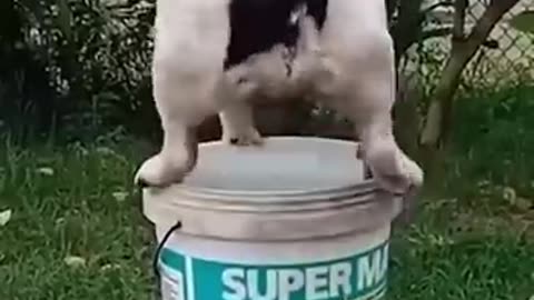 Funny dog video viral