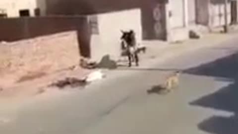 cow is man fight