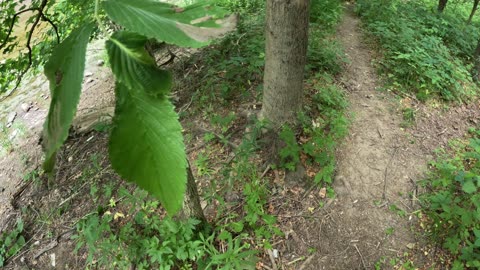 What is happening to my tree?