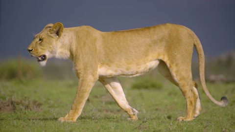 Lioness Walking Towards Camera|| Lioness walking towards the camera in an African game reserve