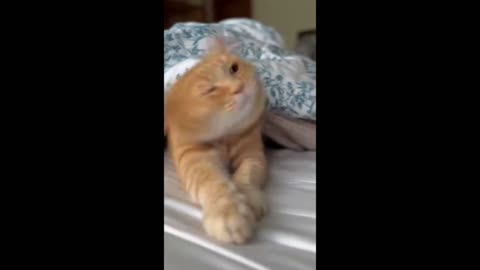 😂 Funniest Cats and Dogs Videos 😺🐶 __ 🥰😹 Hilarious Animal Compilation №477