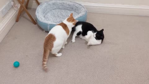 Cat Meows Before Fighting With Other Cat