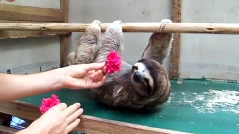 Sloth wants a hug! Omg she's so cute