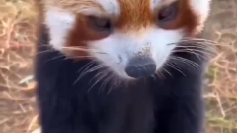 Cute Panda eating a carrot! 😍