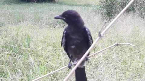 TRENDING #2 BEAUTIFUL Bird Singing Viral Video