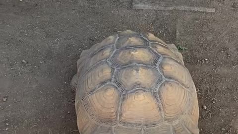 The Cutest and Driest Desert Dwelling Tortoise Ever!