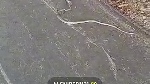 Trapped snake