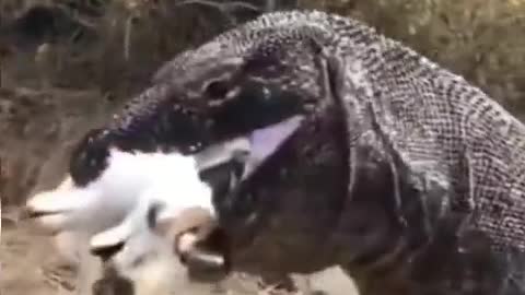 komodo vs goat#xuhuong