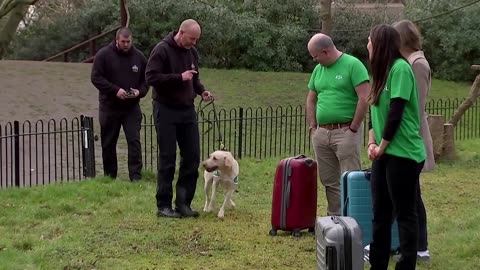 These dogs will sniff out pangolin smugglers