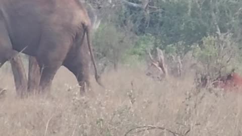 Elephants in Crisis: The Impact of Climate Change on Their Food Supply