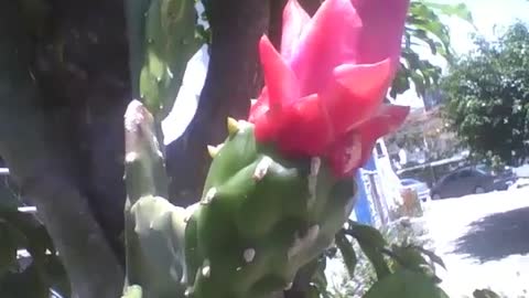 Cactus flower has not bloomed yet, but already showing its beauty [Nature & Animals]