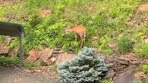 🦌 Our weed eater malfunctioned yesterday and took out some flowers 🦌 NW NC High country Appalachia