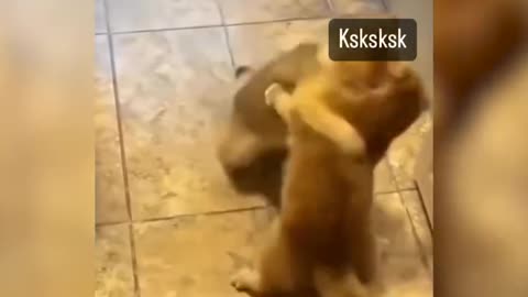 Mèo Boxing