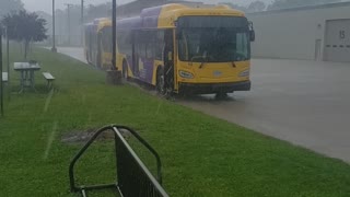 Raccoon Escapes Flooding Water Drain and Jumps into a Bus