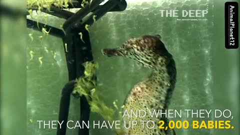 Watch a Seahorse Give Birth to 2,000 Babies | AnimalPlanet12 | (1080P_HD).MP4