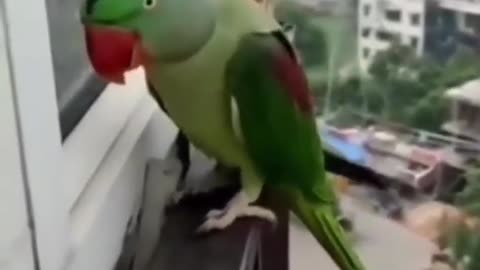 cute parrot voice, funny parrots .