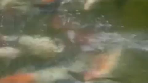 Koi ghosiki vs koi kinririn