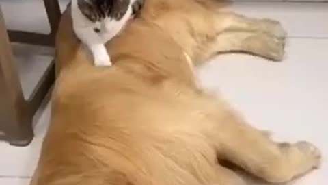 Dog with cat fight the winner cat