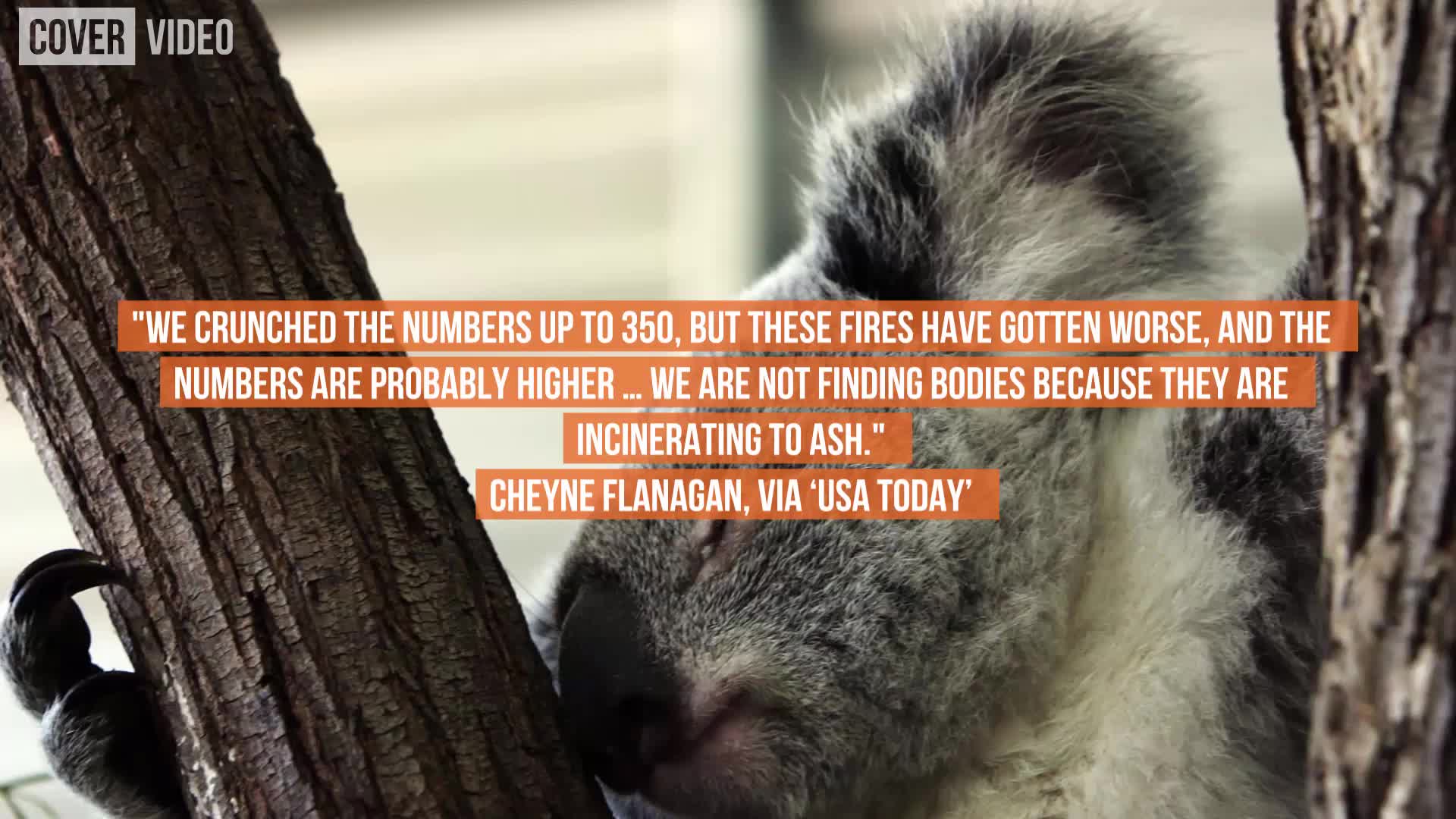 Koala Colonies Decimated by Wildfires in Australia