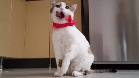 Funny Cat