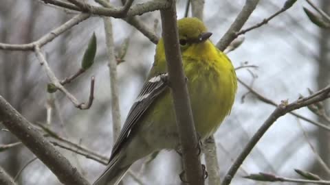 Pine Warbler