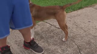 Mother tried to shoot neighbor's dog but wounds son instead