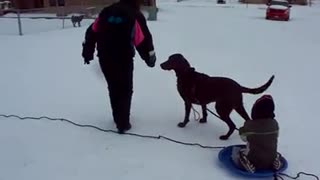 Momma got run over by redneck dog sled