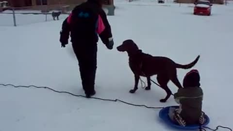 Momma got run over by redneck dog sled