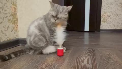 the cat does not like chinese toys