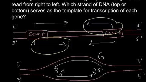 Which strand of the DNA serves as template for RNA?