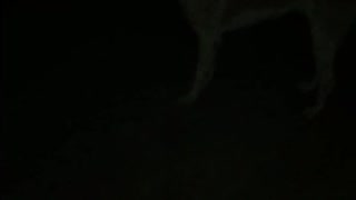 Night dog video