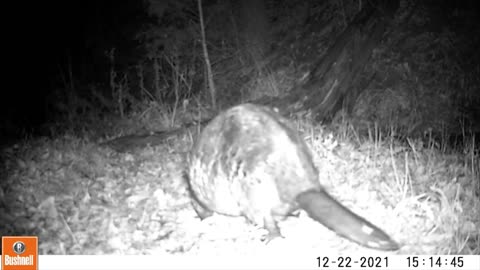 🐾😉🐾Beavers with an impish Otter trot at the end.🐾😉🐾