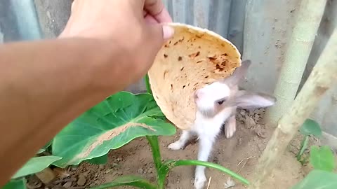 🐇Rabbit is Eating Bread from my Hand / and is afraid sometimes | Ow It's Amazing