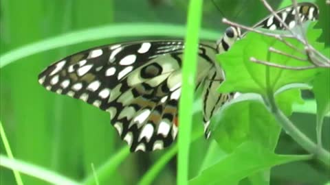 Lime butterfly look in site