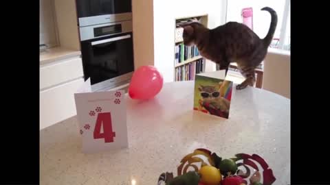 Cat Reaction to Playing Balloon - Funny Cat Balloon Reaction Compilation and So S0 funny video.