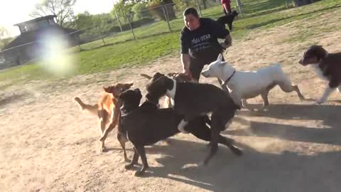 Black Labrador vs Yellow Labrador