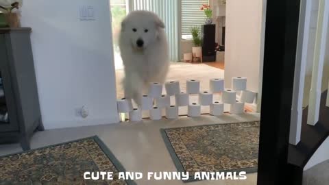 [Funny 😻Cats And 🐶Dogs] Compilation #1