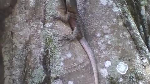 Gecko stands on the tree, looks at the size of the tail [Nature & Animals]