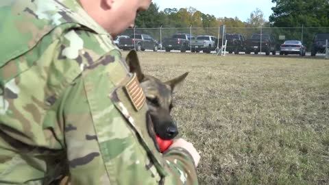 dog training militry