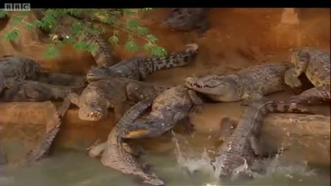 Baby Siamese Crocodiles | Saving Planet Earth: Crocodile | BBC Earth