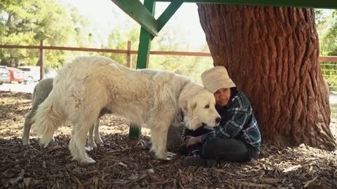 WHY DOGS CRY.