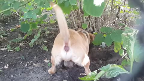 Comedy The dog digs a hole