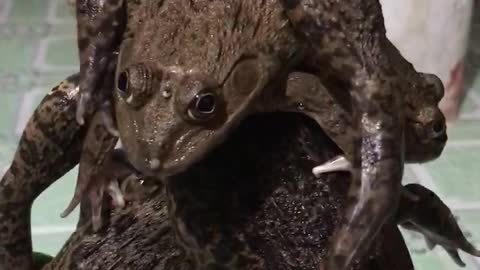 copper frog | It rained in the field to catch frogs